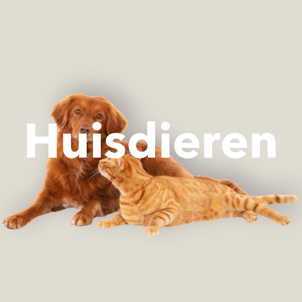 Huisdieren